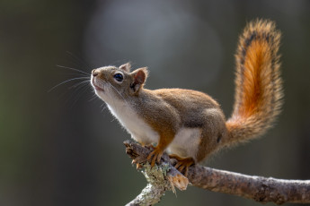 обоя животные, белки, белка, sciurus, род, грызунов, семейства, беличьих