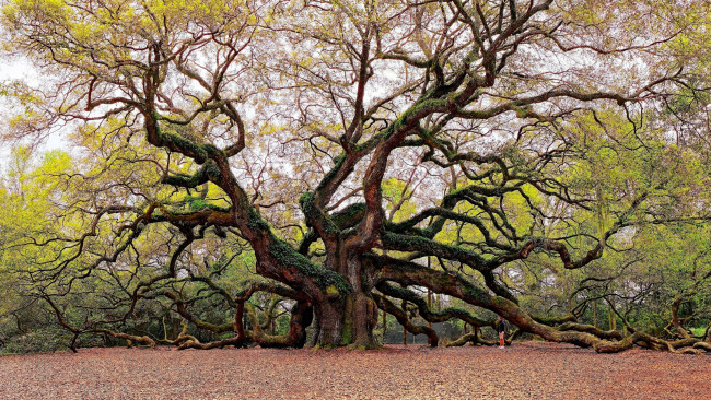 Обои картинки фото angel oak, south carolina, природа, деревья, angel, oak, south, carolina