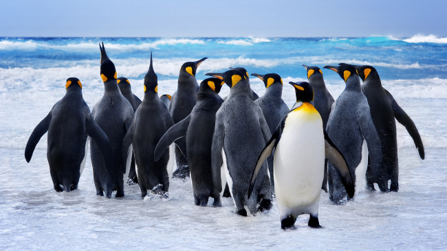Обои картинки фото животные, пингвины, королевский, пингвин, нелетающая, птица, семействo, пингвиновых, стая, побережье, море