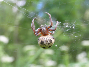 Картинка крестовик животные пауки