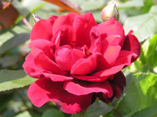 Картинка цветоЧек цветы розы