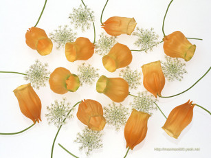 Картинка цветы сандерсония золотой ландыш