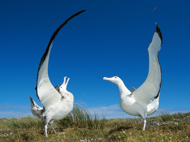 Обои картинки фото животные, альбатросы