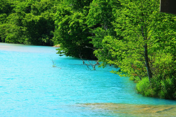 Картинка природа реки озера деревья вода