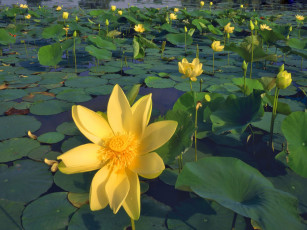 Картинка цветы лотосы водоем листья желтый