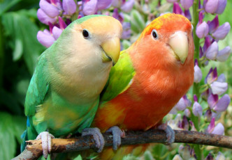 Картинка животные попугаи пара люпин неразлучники