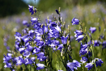 Картинка цветы колокольчики фиолетовый луг