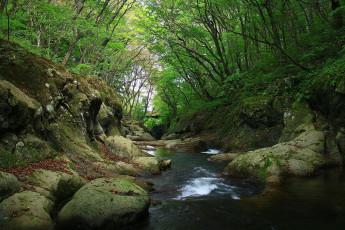 Картинка природа реки озера лес камни ручей