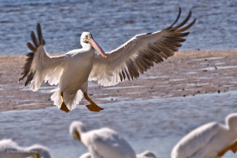 Картинка животные пеликаны вода взлет крылья