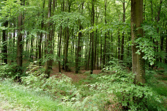 Картинка природа лес деревья лето