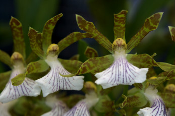 Картинка цветы орхидеи экзотика зеленый