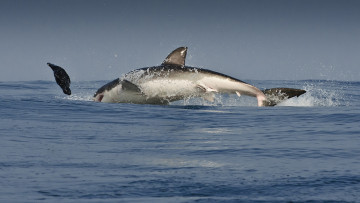 Картинка животные акулы охота косатка море