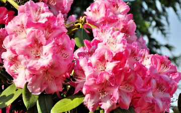 обоя цветы, рододендроны, азалии, розовый