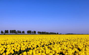 Картинка цветы тюльпаны поле лето