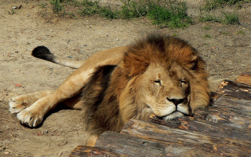 Картинка животные львы лежит грива лев