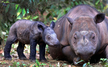 Картинка животные носороги фон rhino детёныш и взрослый суматранский носорог