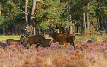 Картинка животные олени лес