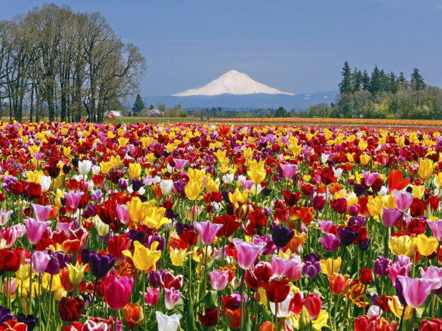Обои картинки фото цветы, тюльпаны, гора, деревья, разноцветные