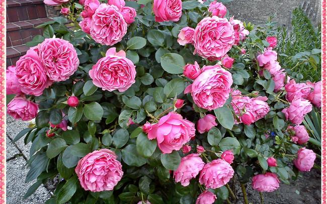 Обои картинки фото цветы, розы, куст, розовый, много