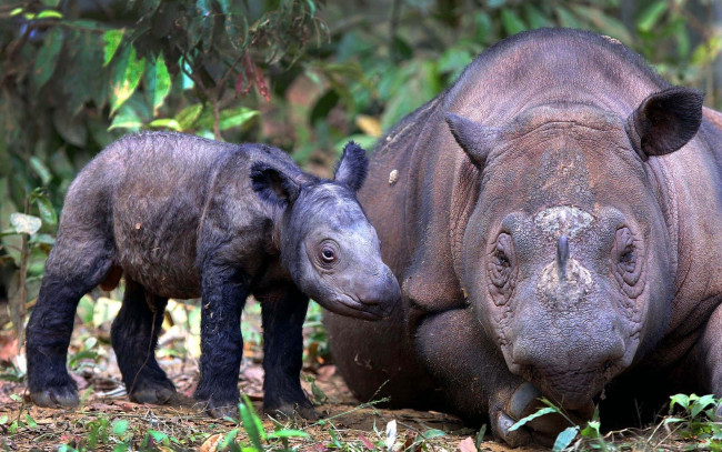 Обои картинки фото животные, носороги, фон, rhino, детёныш, и, взрослый, суматранский, носорог