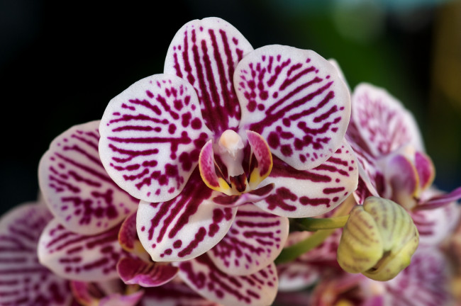 Обои картинки фото цветы, орхидеи, пятнистый
