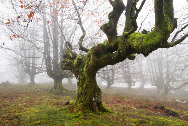 Обои картинки фото природа, деревья, британские, леса, дерево, мох, утро