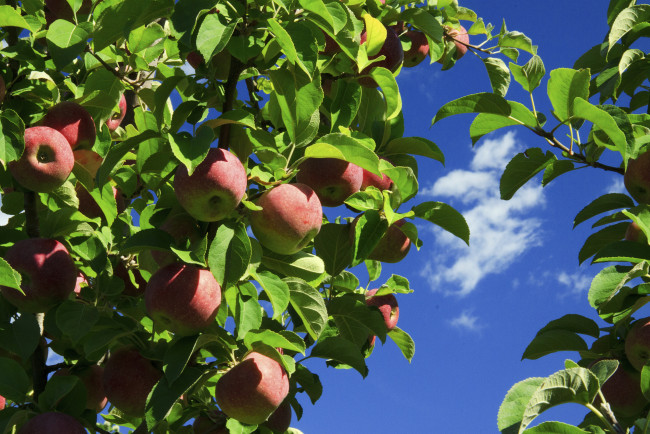 Обои картинки фото природа, плоды, небо, листья, яблока