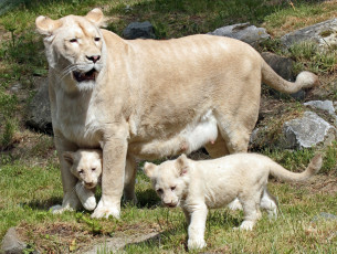 Картинка животные львы дети мама