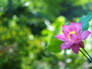 Картинка цветы лотосы розовый