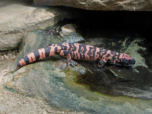 Картинка gila monster животные Ящерицы игуаны вараны вода ящерица окрас камни