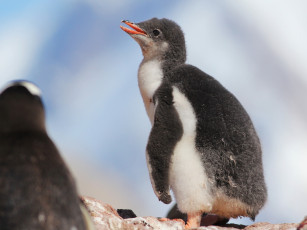 Картинка животные пингвины пингвинёнок птенец