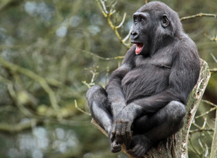Картинка животные обезьяны горилла умора гримаса