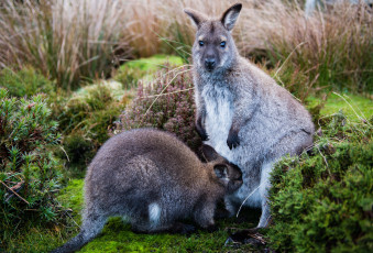 Картинка животные кенгуру детёныш