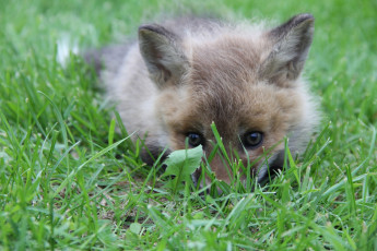 Картинка животные лисы лисёнок детёныш трава