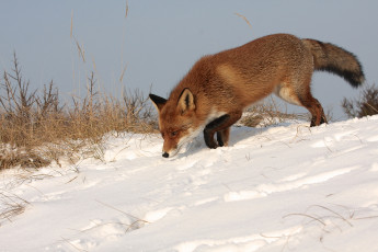 Картинка животные лисы рыжая снег зима