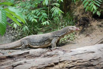 Картинка asian water monitor животные Ящерицы игуаны вараны трава листья варан