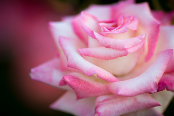 Картинка цветы розы розовый макро нежность