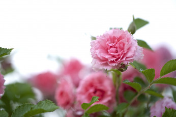 Картинка цветы розы розовый необычный