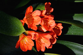 Картинка цветы кливия оранжевый