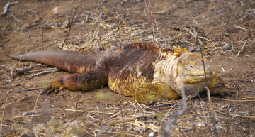 Картинка galapagos land iguana животные Ящерицы игуаны вараны игуана галапагосские острова