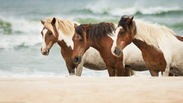 Картинка животные лошади море песок кони
