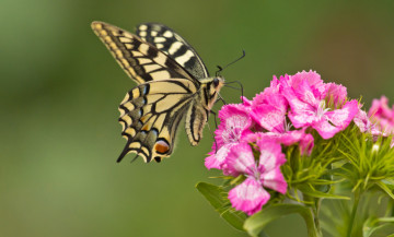 Картинка животные бабочки цветок гвоздика макро махаон