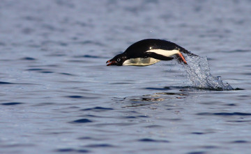 Картинка животные пингвины пингвин адели вода прыжок