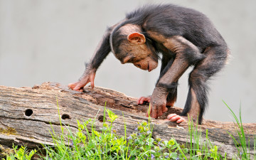 Картинка животные обезьяны поиск бревно обезьянка