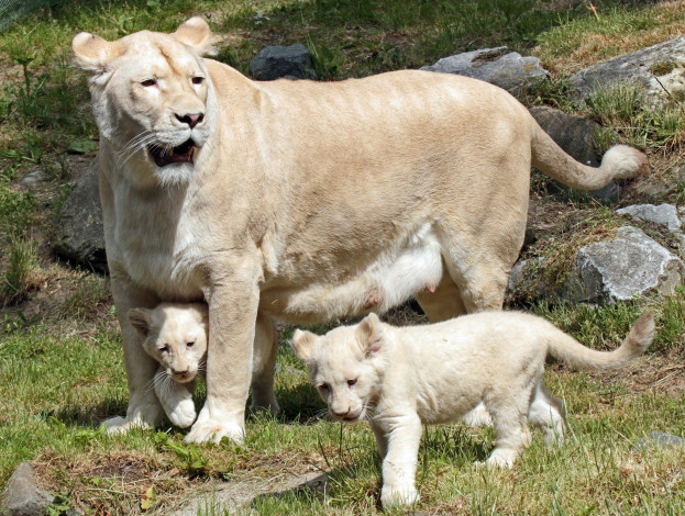 Обои картинки фото животные, львы, дети, мама