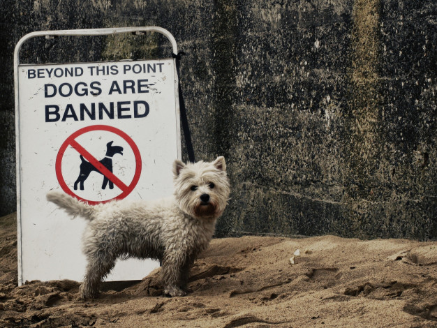 Обои картинки фото животные, собаки, запрет