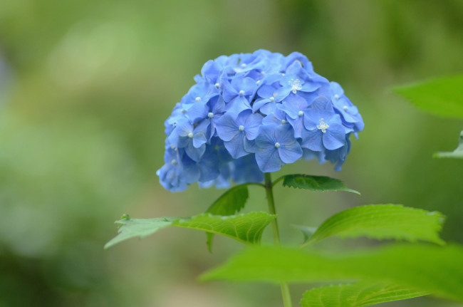 Обои картинки фото цветы, гортензия, голубой