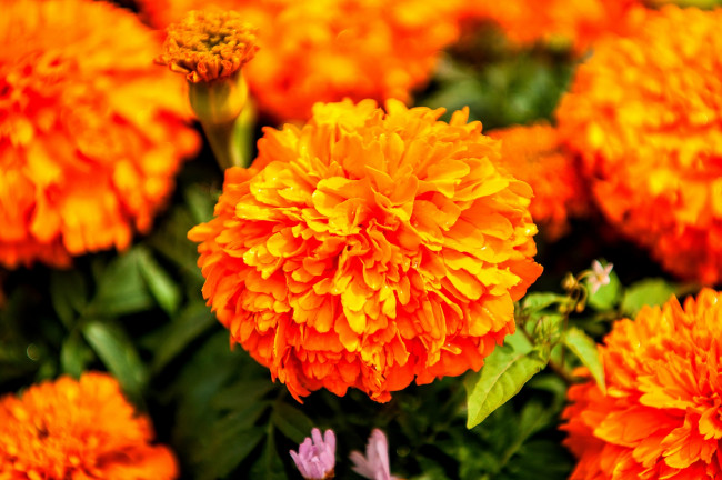 Обои картинки фото цветы, бархатцы, оранжевый, макро