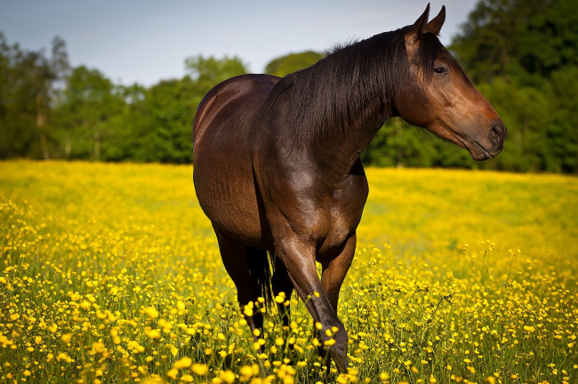 Обои картинки фото животные, лошади, конь, луг, цветы