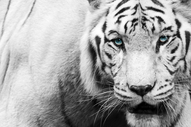 Обои картинки фото животные, тигры, белый, тигр, взгляд, чёрно-белое